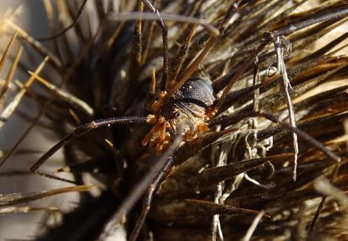 Phalangium opilio