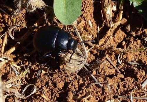 Timarcha goettingensis