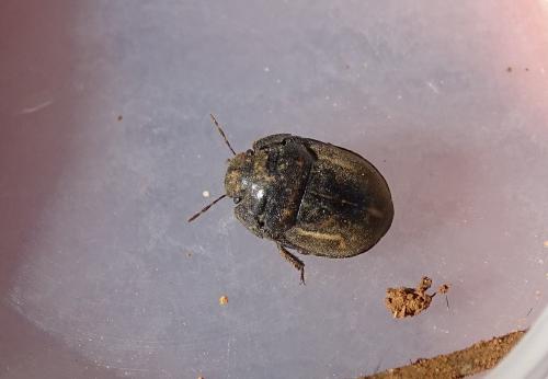 Réf. 152 293 : Odontoscelis sp.