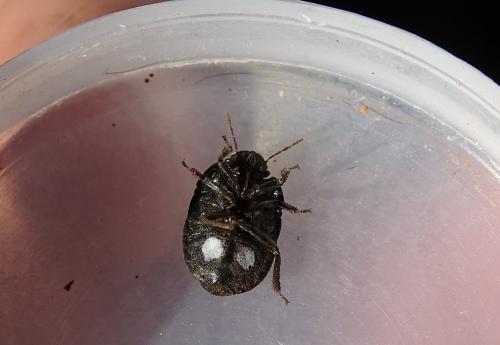 Réf. 152 292 : Odontoscelis sp.