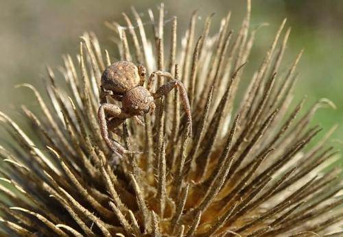 Xysticus sp.