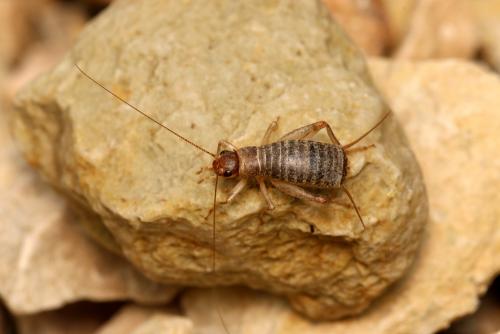 Réf. 152 937 : Pseudomogoplistes squamiger