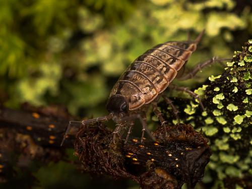 Philoscia muscorum