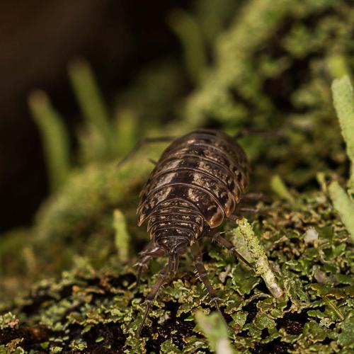 Philoscia muscorum