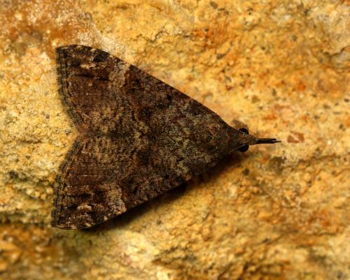 Hypena obsitalis