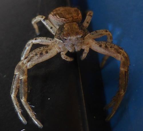 Xysticus sp.
