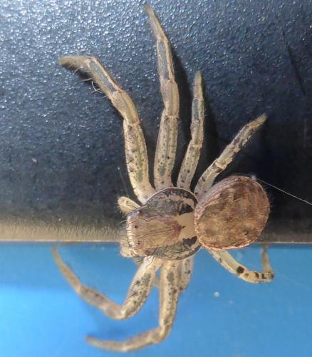 Xysticus sp.