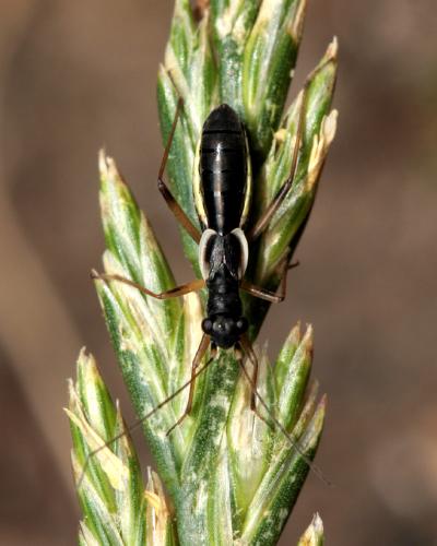 Pithanus marshalli