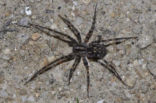 Réf. 152 809 : Tegenaria hasperi