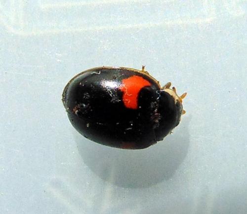 Réf. 152 013 : Adalia decempunctata