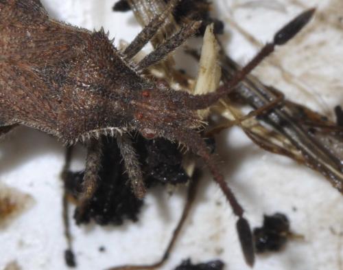 Coriomeris sp.