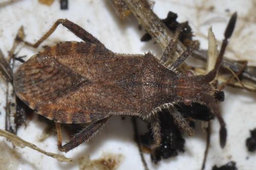 Coriomeris sp.
