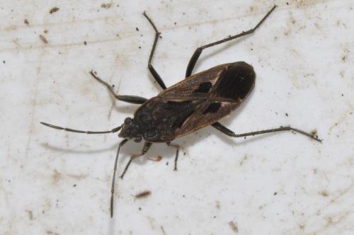 Rhyparochromus pini