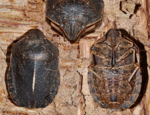 Réf. 152 999 : Eurygaster austriaca