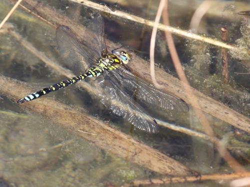 Aeshna cyanea