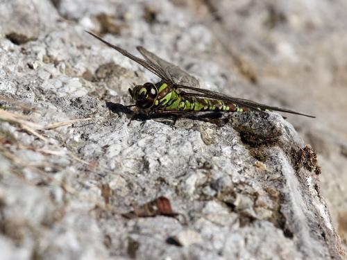 Aeshna cyanea