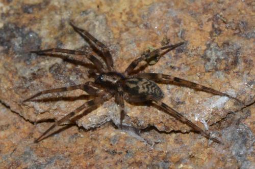 Liocranum rupicola