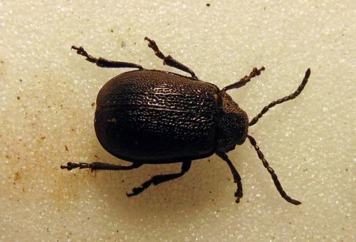 Galeruca sp.