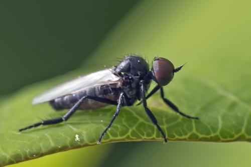 Réf. 152 781 : Empis sp.
