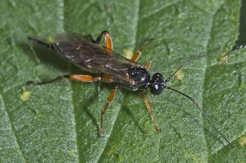 Réf. 152 267 : Pimpla sp.
