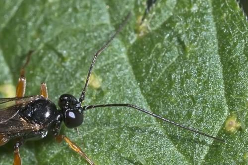 Réf. 152 268 : Pimpla sp.