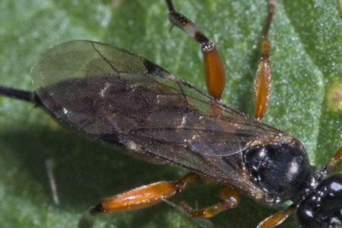 Réf. 152 269 : Pimpla sp.