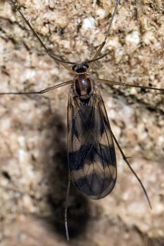 Ditomyia fasciata