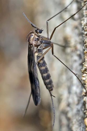 Ditomyia fasciata
