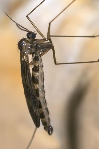 Ditomyia fasciata