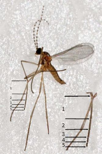 Réf. 152 365 : Lestremia cinerea