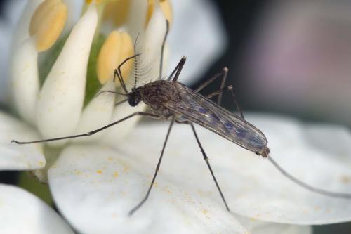 Réf. 152 665 : Culex hortensis