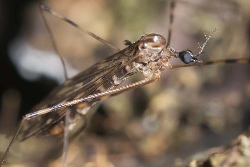 Réf. 152 285 : Limonia nubeculosa