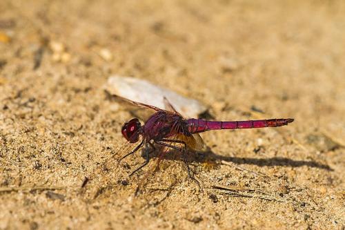 Trithemis annulata
