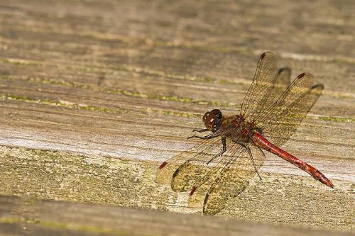 Sympetrum striolatum