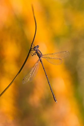 Chalcolestes viridis