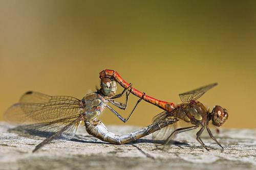 Réf. 152 625 : Sympetrum striolatum