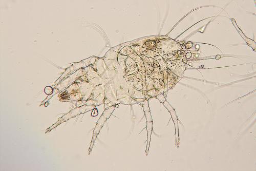 Tyrophagus sp.