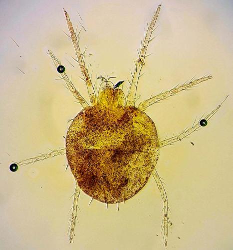 Eurytetranychus buxi