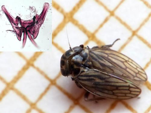 Anaceratagallia venosa