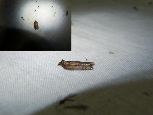 Acleris hastiana
