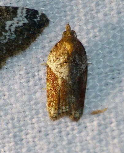 Acleris laterana