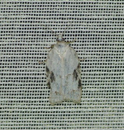 Acleris kochiella