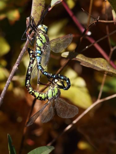 Aeshna cyanea