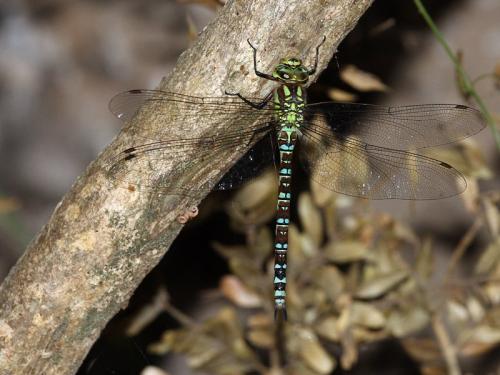 Aeshna cyanea