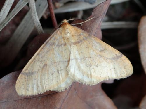 Réf. 152 578 : Agriopis aurantiaria