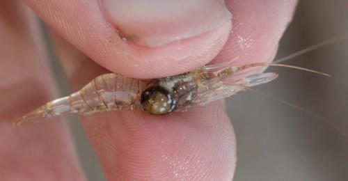 Palaemon elegans