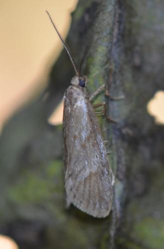Diurnea lipsiella
