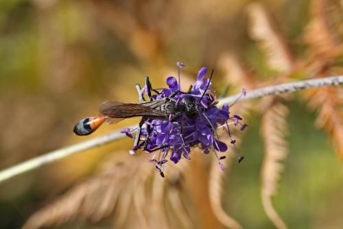 Ammophila sabulosa