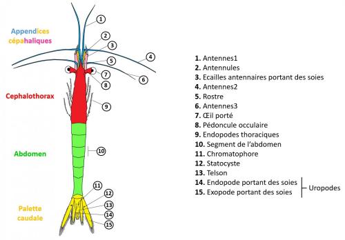 Indéterminé
