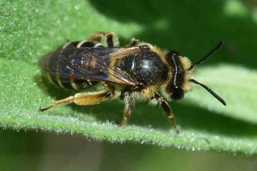 Lasioglossum sp.